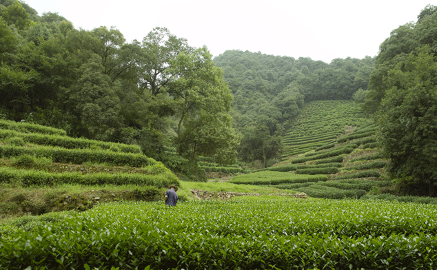 RS973_Amanfayun---Tea-Fields-lprwebcrop