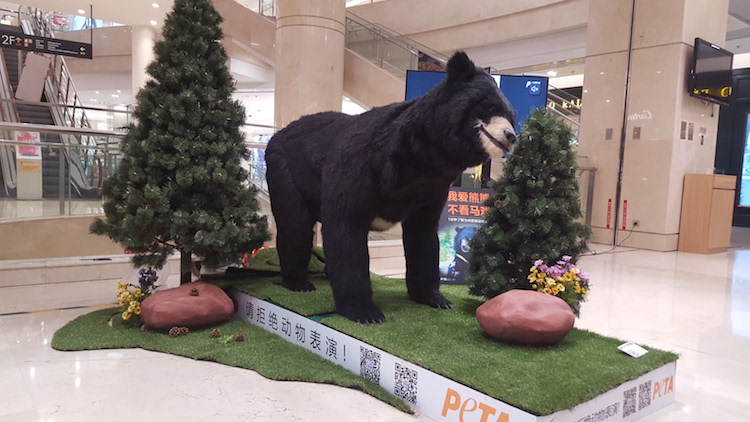 bear tour in Beijing